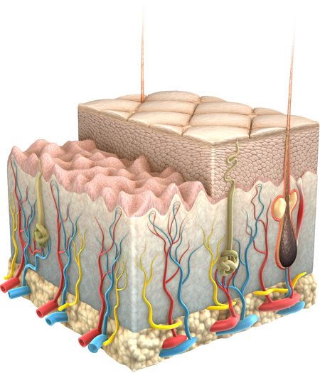 Grafički prikaz kože i njenih slojeva.