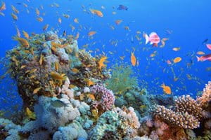 Biorazgradivi Eucerin preparati za zaštitu od sunca